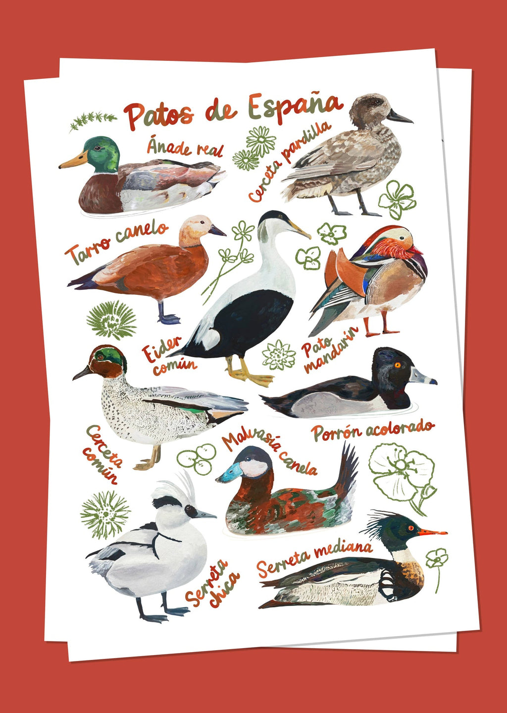 Cartolina Anatre di Spagna