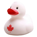 Canadian Duck