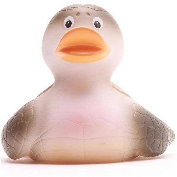 Turtle duck