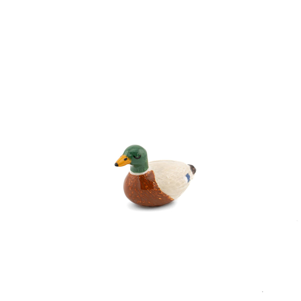 Arrosoir Canard Colvert