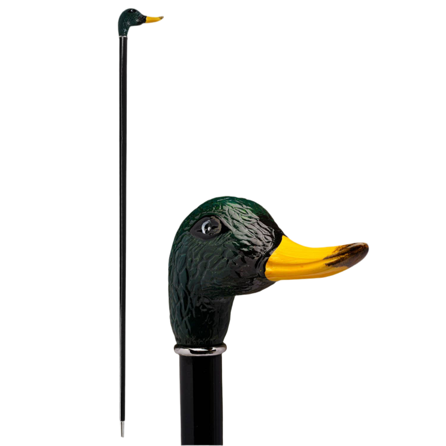 Duck Mallard