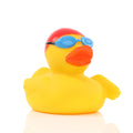 Swimming Duck