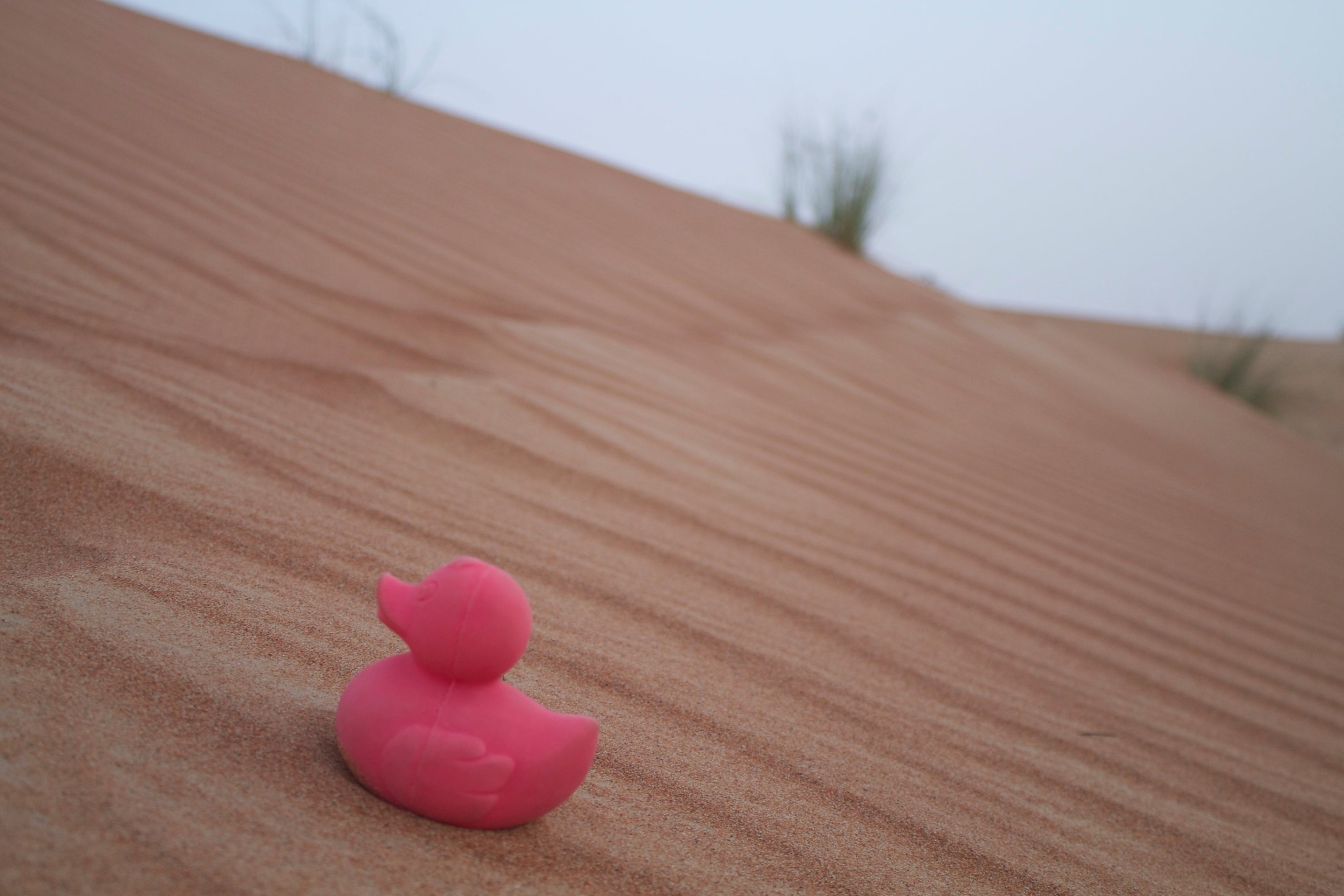 Produit Elvis Le Canard Rose Maison