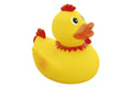 Anatra Ciuffo di Gallo