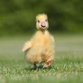 Duck Paper Napkin
