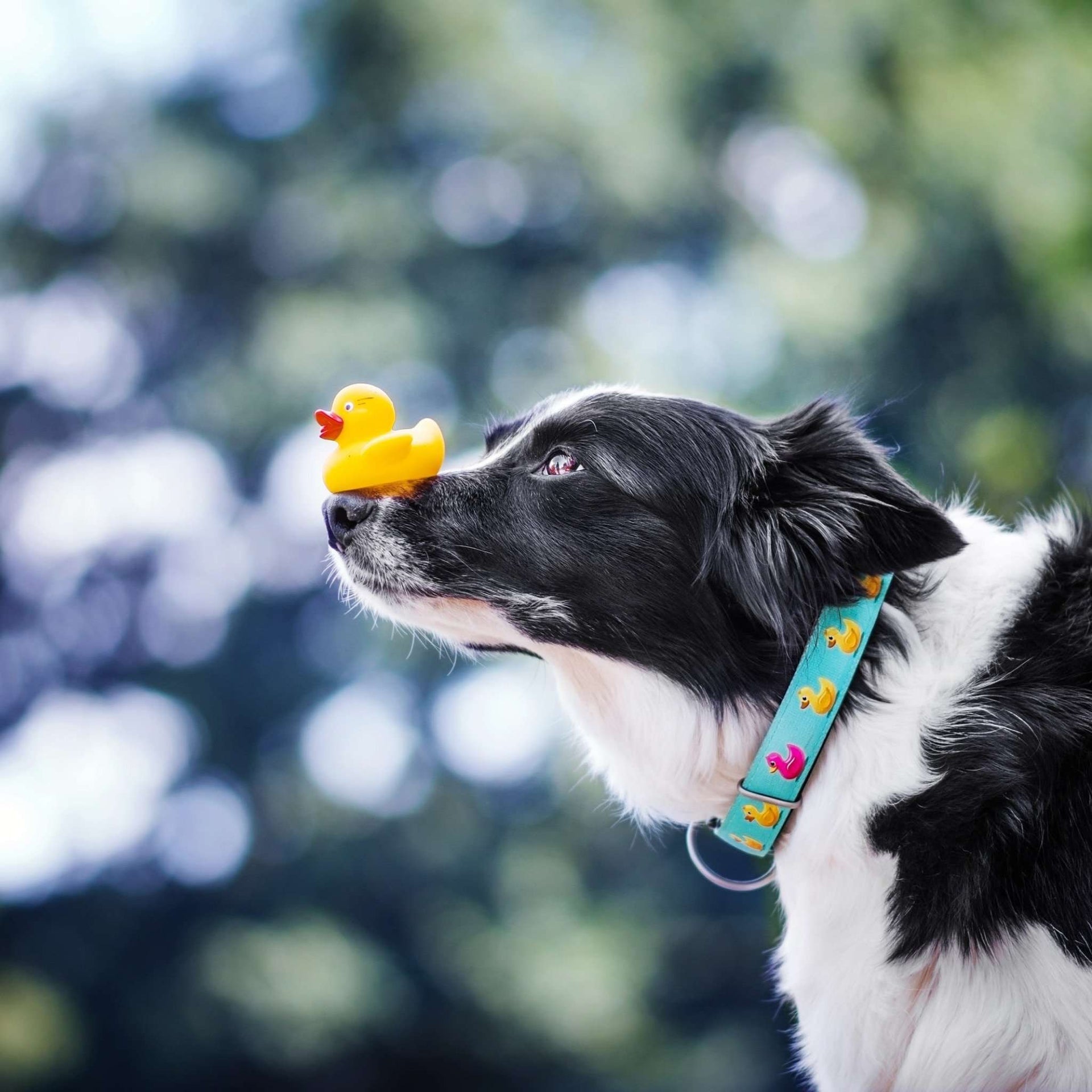 Collare per cani con Smart ID - Anatre