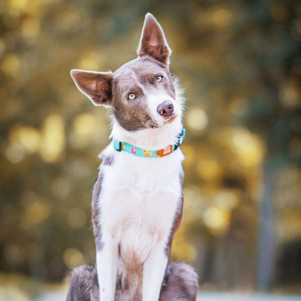 Collare per cani con Smart ID - Anatre